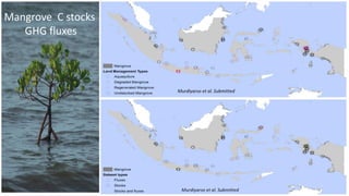 Mangrove C stocks
GHG fluxes
 