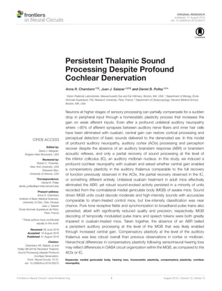 ORIGINAL RESEARCH
published: 31 August 2016
doi: 10.3389/fncir.2016.00072
Persistent Thalamic Sound
Processing Despite Profound
Cochlear Denervation
Anna R. Chambers1†‡
, Juan J. Salazar1,2†‡
and Daniel B. Polley1,3
*
1
Eaton-Peabody Laboratories, Massachusetts Eye and Ear Inﬁrmary, Boston, MA, USA, 2
Department of Biology, École
Normale Supérieure, PSL Research University, Paris, France, 3
Department of Otolaryngology, Harvard Medical School,
Boston, MA, USA
Edited by:
David J. Margolis,
Rutgers–New Brunswick, USA
Reviewed by:
Robert C. Froemke,
New York University, USA
Shaowen Bao,
University of Arizona, USA
*Correspondence:
Daniel B. Polley
daniel_polley@epl.meei.harvard.edu
†
Present address:
Anna R. Chambers
Institute of Basic Medical Sciences,
University of Oslo, Oslo, Norway
Juan J. Salazar
École Normale Supérieure de Paris,
Paris, France
‡
These authors have contributed
equally to this work.
Received: 26 June 2016
Accepted: 19 August 2016
Published: 31 August 2016
Citation:
Chambers AR, Salazar JJ and
Polley DB (2016) Persistent Thalamic
Sound Processing Despite Profound
Cochlear Denervation.
Front. Neural Circuits 10:72.
doi: 10.3389/fncir.2016.00072
Neurons at higher stages of sensory processing can partially compensate for a sudden
drop in peripheral input through a homeostatic plasticity process that increases the
gain on weak afferent inputs. Even after a profound unilateral auditory neuropathy
where >95% of afferent synapses between auditory nerve ﬁbers and inner hair cells
have been eliminated with ouabain, central gain can restore cortical processing and
perceptual detection of basic sounds delivered to the denervated ear. In this model
of profound auditory neuropathy, auditory cortex (ACtx) processing and perception
recover despite the absence of an auditory brainstem response (ABR) or brainstem
acoustic reﬂexes, and only a partial recovery of sound processing at the level of
the inferior colliculus (IC), an auditory midbrain nucleus. In this study, we induced a
profound cochlear neuropathy with ouabain and asked whether central gain enabled
a compensatory plasticity in the auditory thalamus comparable to the full recovery
of function previously observed in the ACtx, the partial recovery observed in the IC,
or something different entirely. Unilateral ouabain treatment in adult mice effectively
eliminated the ABR, yet robust sound-evoked activity persisted in a minority of units
recorded from the contralateral medial geniculate body (MGB) of awake mice. Sound
driven MGB units could decode moderate and high-intensity sounds with accuracies
comparable to sham-treated control mice, but low-intensity classiﬁcation was near
chance. Pure tone receptive ﬁelds and synchronization to broadband pulse trains also
persisted, albeit with signiﬁcantly reduced quality and precision, respectively. MGB
decoding of temporally modulated pulse trains and speech tokens were both greatly
impaired in ouabain-treated mice. Taken together, the absence of an ABR belied
a persistent auditory processing at the level of the MGB that was likely enabled
through increased central gain. Compensatory plasticity at the level of the auditory
thalamus was less robust overall than previous observations in cortex or midbrain.
Hierarchical differences in compensatory plasticity following sensorineural hearing loss
may reﬂect differences in GABA circuit organization within the MGB, as compared to the
ACtx or IC.
Keywords: medial geniculate body, hearing loss, homeostatic plasticity, compensatory plasticity, cochlear
neuropathy
Frontiers in Neural Circuits | www.frontiersin.org 1 August 2016 | Volume 10 | Article 72
 