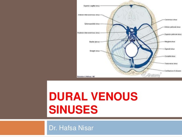 15 Dural Venous Sinuses 15 Dural Venous Sinuses