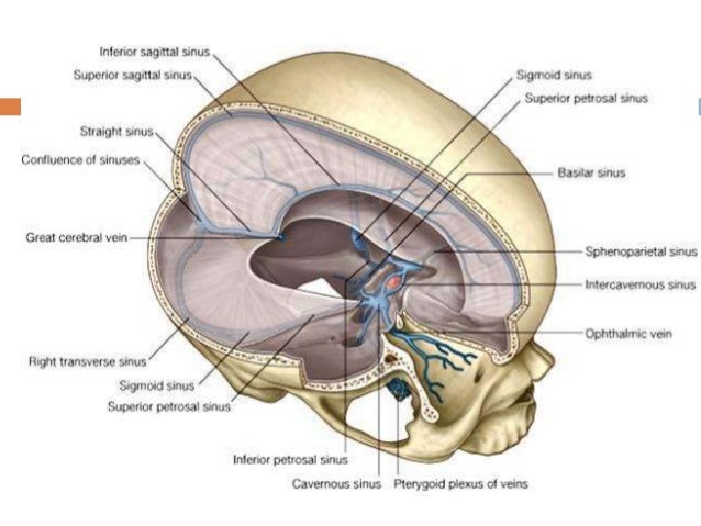 15 Dural Venous Sinuses 15 Dural Venous Sinuses