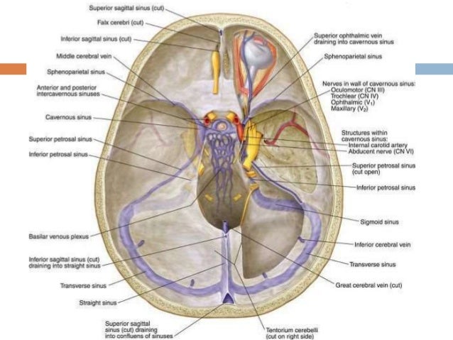 15 Dural Venous Sinuses 15 Dural Venous Sinuses