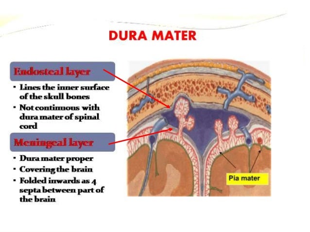 15 Dural Venous Sinuses 15 Dural Venous Sinuses