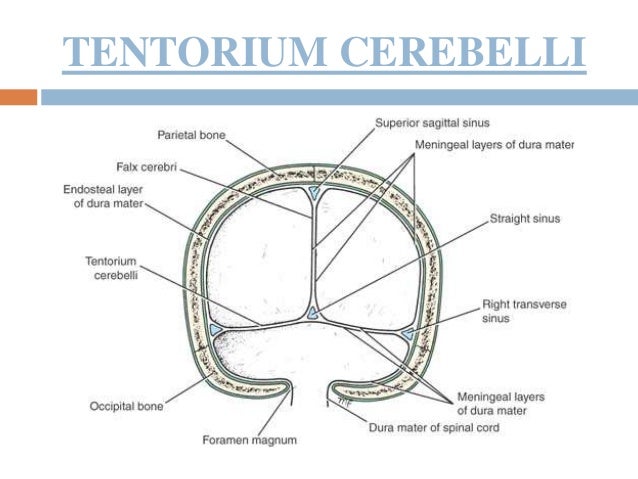 15 Dural Venous Sinuses 15 Dural Venous Sinuses