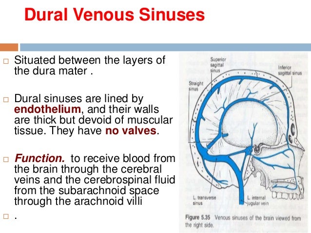 15 Dural Venous Sinuses 15 Dural Venous Sinuses