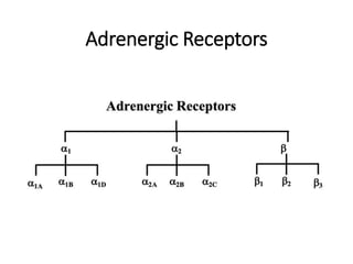 Adrenergic Receptors
 