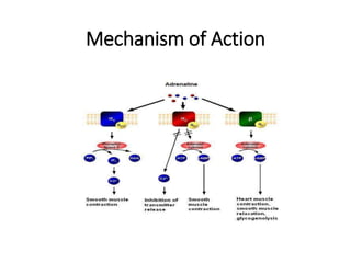 Mechanism of Action
 
