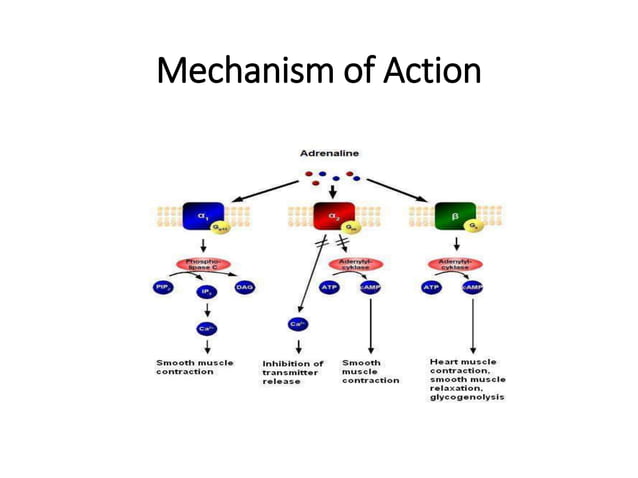 Epinephrine And Norepinephrine pptx epinephrine-and-norepinephrine-pptx