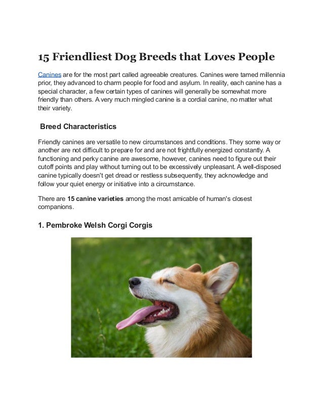 15 Friendliest Dog Breeds that Loves People
Canines are for the most part called agreeable creatures. Canines were tamed millennia
prior, they advanced to charm people for food and asylum. In reality, each canine has a
special character, a few certain types of canines will generally be somewhat more
friendly than others. A very much mingled canine is a cordial canine, no matter what
their variety.
Breed Characteristics
Friendly canines are versatile to new circumstances and conditions. They some way or
another are not difficult to prepare for and are not frightfully energized constantly. A
functioning and perky canine are awesome, however, canines need to figure out their
cutoff points and play without turning out to be excessively unpleasant. A well-disposed
canine typically doesn't get dread or restless subsequently, they acknowledge and
follow your quiet energy or initiative into a circumstance.
There are 15 canine varieties among the most amicable of human's closest
companions.
1. Pembroke Welsh Corgi Corgis
 