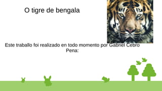 O tigre de bengala
Este traballo foi realizado en todo momento por Gabriel Cebro
Pena:
 
