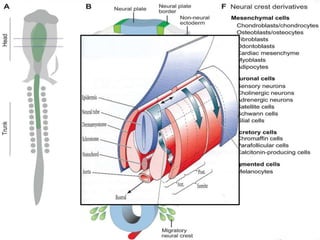 DEVELOPMENT OF CRANIOFACIAL SKELETON
BLASTOCYST
GASTRULATION NOTOCHORD FORMATIONC.S
T.S
 