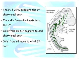 • The r1 & 2 NC populate the 1st
pharyngeal arch
• The cells from r4 migrate into
the 2nd
• Cells from r6 & 7 migrate to 3rd
pharyngeal arch
• Cells from r8 move to 4th & 6th
arch
 