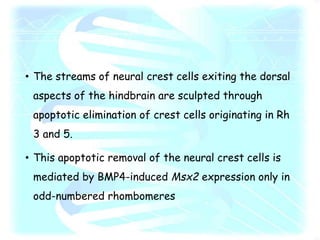 • The streams of neural crest cells exiting the dorsal
aspects of the hindbrain are sculpted through
apoptotic elimination of crest cells originating in Rh
3 and 5.
• This apoptotic removal of the neural crest cells is
mediated by BMP4-induced Msx2 expression only in
odd-numbered rhombomeres
 