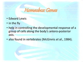 • Edward Lewis
• in the fly
• help in controlling the developmental response of a
group of cells along the body’s antero-posterior
axis.
• also found in vertebrates (McGinnis et al., 1984).
 