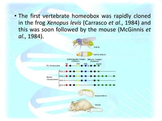 • The first vertebrate homeobox was rapidly cloned
in the frog Xenopus levis (Carrasco et al., 1984) and
this was soon followed by the mouse (McGinnis et
al., 1984).
 