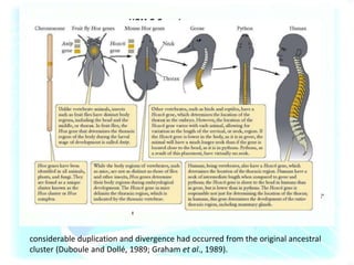 • In the mouse and human genomes there are 39
Hox genes related to Drosophila homeotic genes.
• These Hox genes are arranged in four clusters
(instead of one in the fly) on four different
chromosomes; Hoxa-d in mice and HOXA-D in man
(Scott, 1992).
considerable duplication and divergence had occurred from the original ancestral
cluster (Duboule and Dollé, 1989; Graham et al., 1989).
 
