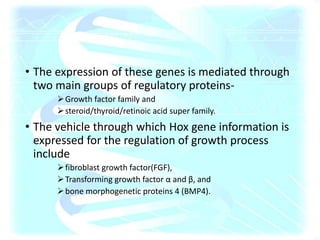 • The expression of these genes is mediated through
two main groups of regulatory proteins-
Growth factor family and
steroid/thyroid/retinoic acid super family.
• The vehicle through which Hox gene information is
expressed for the regulation of growth process
include
fibroblast growth factor(FGF),
Transforming growth factor α and β, and
bone morphogenetic proteins 4 (BMP4).
 