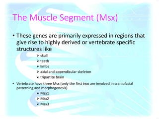 The Muscle Segment (Msx)
• These genes are primarily expressed in regions that
give rise to highly derived or vertebrate specific
structures like
 skull
 teeth
 limbs
 axial and appendicular skeleton
 tripartite brain
• Vertebrate have three Msx (only the first two are involved in craniofacial
patterning and morphogenesis)
 Msx1
 Msx2
 Msx3
 