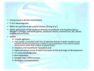 • Coexpressed in dental mesenchyme
• E 16.5-downregulate
• MSX1-ant portion of dev palatal shelves (Zhang et al )
• MSX2- precursors of the orofacial skeleton (mandibular and maxillary bones,
Meckel's cartilage, and tooth germs, vestibular lamina, enamel knot, IEE, dental
papilla mesenchyme)
• Defect
 1-tooth agenesis
 cleft palate associated with loss of palatine shelves in both maxillary and
palatine bones (resulted from a defect in cell proliferation in the anterior palatal
mesenchyme rather than a failure in palatal fusion)
 maxillary and mandibular hypoplasia and
 highly penetrant arrest of tooth formation at the bud stage of development.
 2-cuspal morphogenesis
 Root formation
 Enamel organ differentiation
 Dominant craniosynostosis
 
