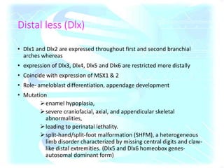Distal less (Dlx)
• Dlx1 and Dlx2 are expressed throughout first and second branchial
arches whereas
• expression of Dlx3, Dlx4, Dlx5 and Dlx6 are restricted more distally
• Coincide with expression of MSX1 & 2
• Role- ameloblast differentiation, appendage development
• Mutation
enamel hypoplasia,
severe craniofacial, axial, and appendicular skeletal
abnormalities,
leading to perinatal lethality.
split-hand/split-foot malformation (SHFM), a heterogeneous
limb disorder characterized by missing central digits and claw-
like distal extremities. (Dlx5 and Dlx6 homeobox genes-
autosomal dominant form)
 