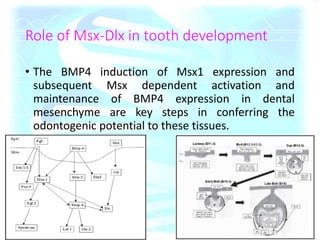 Role of Msx-Dlx in tooth development
• The BMP4 induction of Msx1 expression and
subsequent Msx dependent activation and
maintenance of BMP4 expression in dental
mesenchyme are key steps in conferring the
odontogenic potential to these tissues.
 