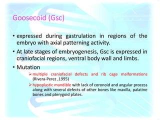 Goosecoid (Gsc)
• expressed during gastrulation in regions of the
embryo with axial patterning activity.
• At late stages of embryogenesis, Gsc is expressed in
craniofacial regions, ventral body wall and limbs.
• Mutation
multiple craniofacial defects and rib cage malformations
(Rivera-Perez ,1995)
hypoplastic mandible with lack of coronoid and angular process
along with several defects of other bones like maxilla, palatine
bones and pterygoid plates.
 
