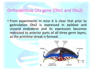 Orthodenticle Otx gene (Otx1 and Otx2)
• From experiments in mice it is clear that prior to
gastrulation Otx2 is expressed in epiblast and
visceral endoderm and its expression becomes
restricted to anterior parts of all three germ layers,
as the primitive streak is formed.
 