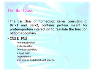 The Bar Class
• The Bar class of homeobox genes consisting of
Barx1 and Barx2, contains protein meant for
protein-protein interaction to regulate the function
of homeodomain.
• CNS & PNS
telencephalon,
diencehalon,
mesencephalon,
hind brain
spinal cord
in cranial and dorsal root ganglia.
 