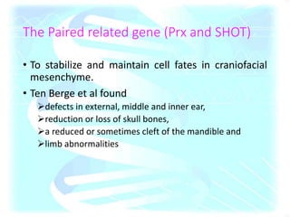 The Paired related gene (Prx and SHOT)
• To stabilize and maintain cell fates in craniofacial
mesenchyme.
• Ten Berge et al found
defects in external, middle and inner ear,
reduction or loss of skull bones,
a reduced or sometimes cleft of the mandible and
limb abnormalities
 