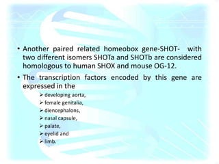 • Another paired related homeobox gene-SHOT- with
two different isomers SHOTa and SHOTb are considered
homologous to human SHOX and mouse OG-12.
• The transcription factors encoded by this gene are
expressed in the
 developing aorta,
 female genitalia,
 diencephalons,
 nasal capsule,
 palate,
 eyelid and
 limb.
 