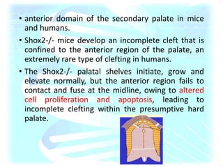 • anterior domain of the secondary palate in mice
and humans.
• Shox2-/- mice develop an incomplete cleft that is
confined to the anterior region of the palate, an
extremely rare type of clefting in humans.
• The Shox2-/- palatal shelves initiate, grow and
elevate normally, but the anterior region fails to
contact and fuse at the midline, owing to altered
cell proliferation and apoptosis, leading to
incomplete clefting within the presumptive hard
palate.
 