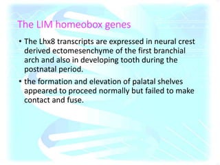 The LIM homeobox genes
• The Lhx8 transcripts are expressed in neural crest
derived ectomesenchyme of the first branchial
arch and also in developing tooth during the
postnatal period.
• the formation and elevation of palatal shelves
appeared to proceed normally but failed to make
contact and fuse.
 