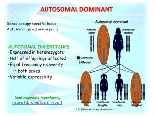 AUTOSOMAL DOMINANT
Dentinogenesis imperfecta,
neurofibromatosis type 1
•Expressed in heterozygote
•Half of offsprings affected
•Equal frequency n severity
in both sexes
•Variable expressivity
AUTOSOMAL INHERITANCE
Genes occupy specific locus
Autosomal genes are in pairs
 