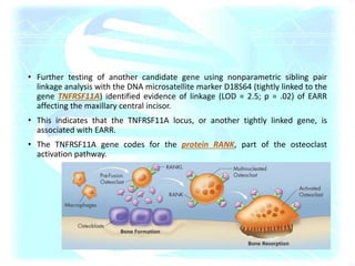 • Further testing of another candidate gene using nonparametric sibling pair
linkage analysis with the DNA microsatellite marker D18S64 (tightly linked to the
gene TNFRSF11A) identified evidence of linkage (LOD = 2.5; p = .02) of EARR
affecting the maxillary central incisor.
• This indicates that the TNFRSF11A locus, or another tightly linked gene, is
associated with EARR.
• The TNFRSF11A gene codes for the protein RANK, part of the osteoclast
activation pathway.
 