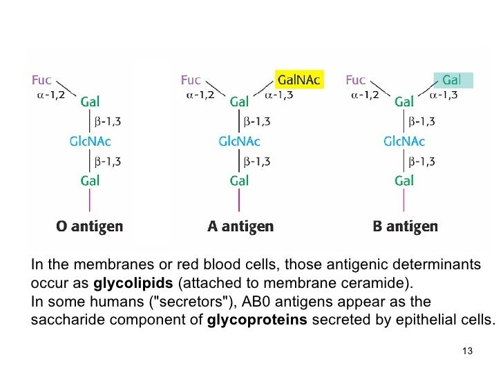 15 glycoproteins _haemoproteins