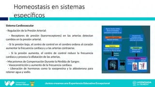 Homeostasis en sistemas
específicos
Sistema Cardiovascular
- Regulación de la Presión Arterial:
- Receptores de presión (barorreceptores) en las arterias detectan
cambios en la presión arterial.
- Si la presión baja, el centro de control en el cerebro ordena al corazón
aumentar la frecuencia cardíaca y a las arterias contraerse.
- Si la presión aumenta, el centro de control reduce la frecuencia
cardíaca y provoca la dilatación de las arterias.
- Mecanismos de Compensación Durante la Pérdida de Sangre:
- Vasoconstricción y aumento de la frecuencia cardíaca.
- Liberación de hormonas como la vasopresina y la aldosterona para
retener agua y sodio.
 