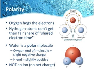 Polarity
• Oxygen hogs the electrons
• Hydrogen atoms don't get
their fair share of "shared
electron time"
• Water is a polar molecule
– Oxygen end of molecule =
slight negative charge
– H end = slightly positive
• NOT an ion (no net charge)
 