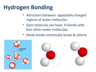 Hydrogen Bonding
• Attraction between oppositely charged
regions of water molecules
• Each molecule can have H-bonds with
four other water molecules
• Weak bonds continually break & reform
 