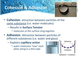 Cohesion & Adhesion
• Cohesion: attraction between particles of the
same substance (i.e. water molecules)
– Results in Surface Tension
• molecules at the surface cling together
• Adhesion: Attraction between particles of
different substances (i.e. water and glass)
– Explains capillary action
• water molecules “tow” each
other along in a thin tube
 