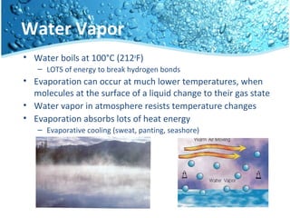 Water Vapor
• Water boils at 100°C (212o
F)
– LOTS of energy to break hydrogen bonds
• Evaporation can occur at much lower temperatures, when
molecules at the surface of a liquid change to their gas state
• Water vapor in atmosphere resists temperature changes
• Evaporation absorbs lots of heat energy
– Evaporative cooling (sweat, panting, seashore)
 