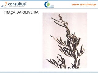 TRAÇA DA OLIVEIRA
 