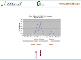 CICLO BIOLÓGICO MÉDIO DA Prays oleae
Traça da oliveira
0
50
100
150
200
250
300
350
Jan Fev Mar Abr Mai Jun Jul Ago Set Out Nov Dez
Nº
de
capturas
Ovos
Lagartas
Pupas
C E-F I I1
Estados Fenológicos
Períodos de intervenção
 