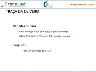 TRAÇA DA OLIVEIRA
Períodos de risco
Estado fenológico E/F ( floração) – geração antófaga
Estado fenológico I (Vingamento) – geração carpófaga
Prejuízos
Perda de produção 15 a 40 %
 