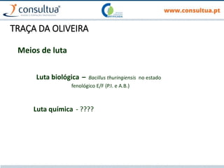 TRAÇA DA OLIVEIRA
Meios de luta
Luta biológica – Bacillus thuringiensis no estado
fenológico E/F (P.I. e A.B.)
Luta química - ????
 