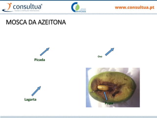 MOSCA DA AZEITONA
Picada
Ovo
Lagarta
Pupa
 