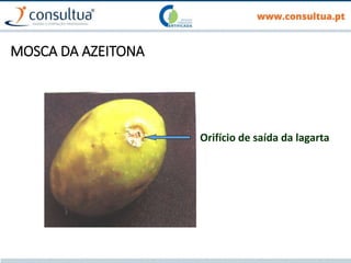 MOSCA DA AZEITONA
Orifício de saída da lagarta
 