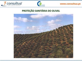 PROTEÇÃO SANITÁRIA DO OLIVAL
 