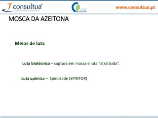 MOSCA DA AZEITONA
Meios de luta
Luta biotécnica – captura em massa e luta “atraticida”.
Luta química – Spinosade (SPINTOR)
 