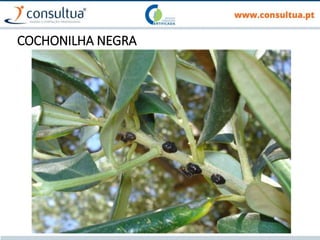 COCHONILHA NEGRA
 