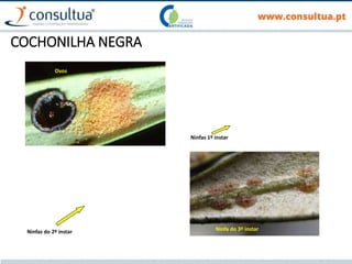 COCHONILHA NEGRA
Ovos
Ninfas 1º instar
Ninfas do 2º instar
Ninfa do 3º instar
Ninfa do 3º instar
 