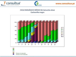 CICLO BIOLÓGICO MÉDIO DA Saissetia oleae
Cochonilha negra
Jan.
Fev.
Mar.
Abr.
Maio
Jun.
Jul.
Ago.
Set.
Out.
Nov.
Dez.
0%
20%
40%
60%
80%
100%
Jan.
Fev.
Mar.
Abr.
Maio
Jun.
Jul.
Ago.
Set.
Out.
Nov.
Dez.
L1
L2
L3
L4
Fo
Fp
Ninfa do 1º instar
Ninfa do 2º instar
Ninfa do 3º instar
Ninfa do 4º instar (Fêmeas jovens)
Fêmeas em oviposição
Fêmeas em pós oviposição
 